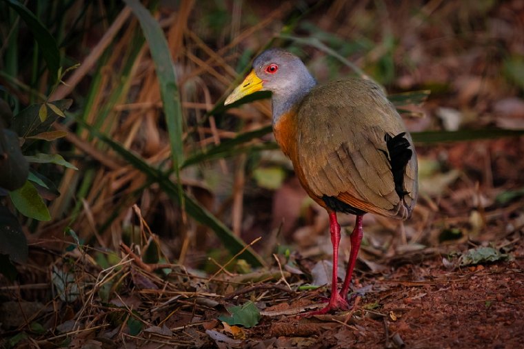 132 Zuid Pantanal, cayennebosral.jpg